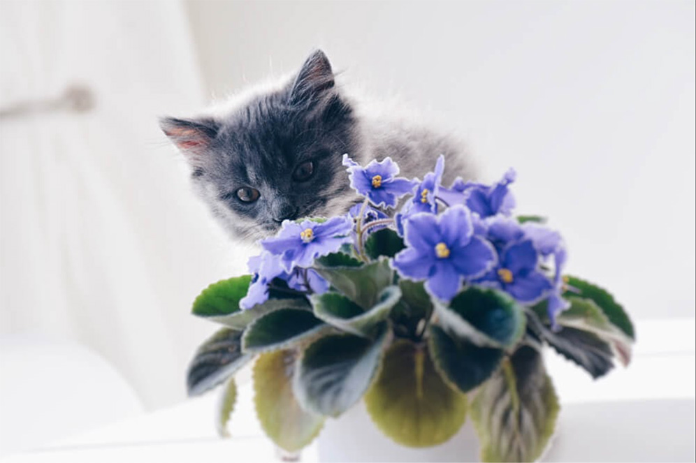 Cat and African Violet