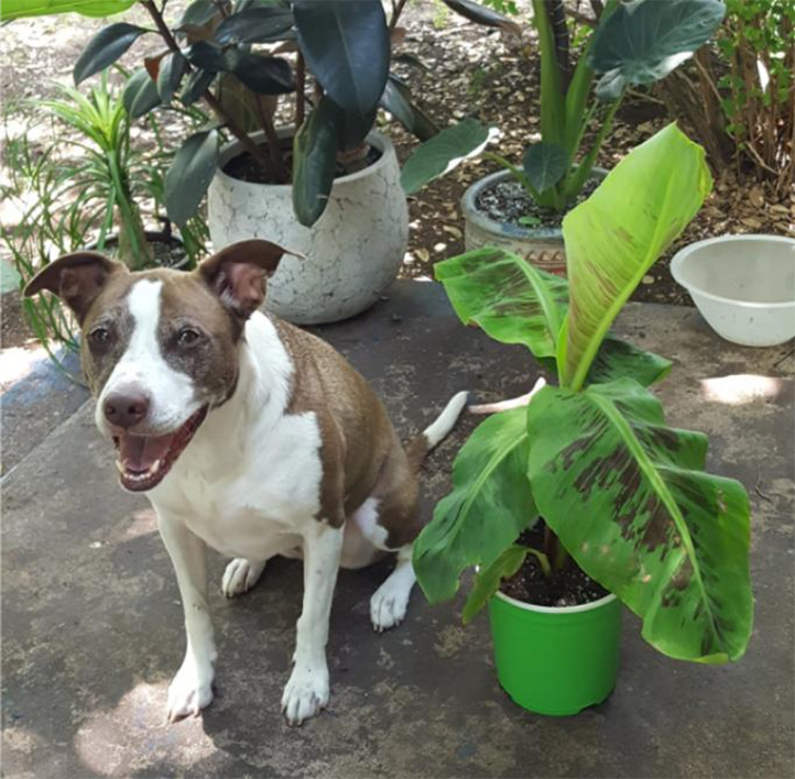 Dog and Banana Plant