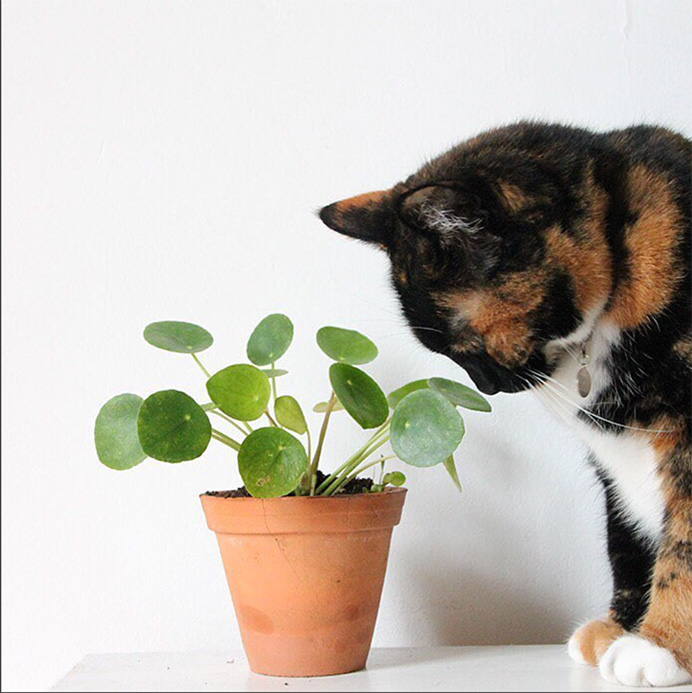 Cat and Friendship Plant