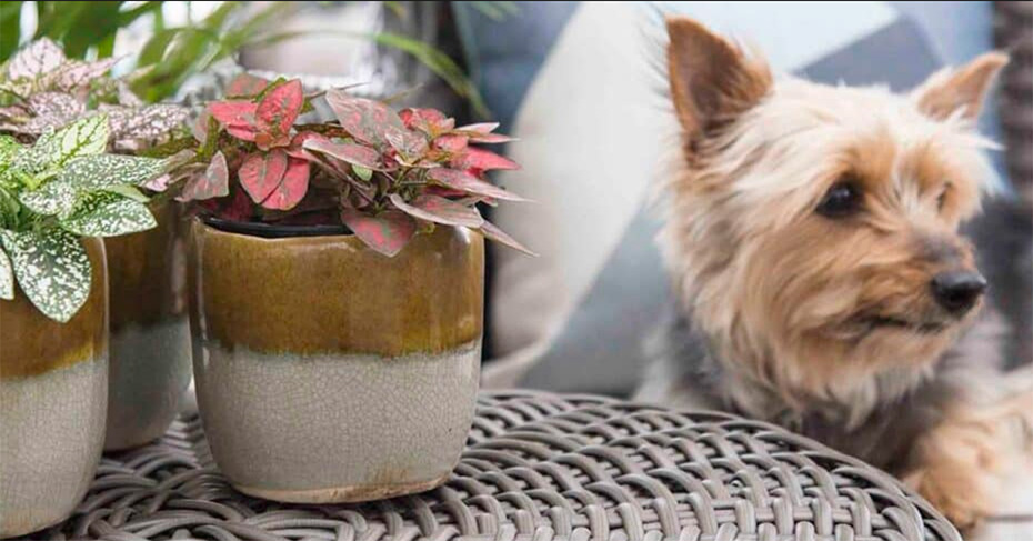 Dog and Polka Dot Plant