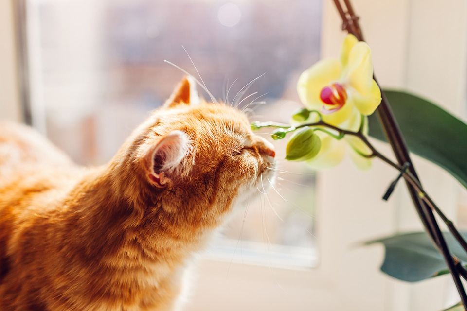 Cat and Orchid