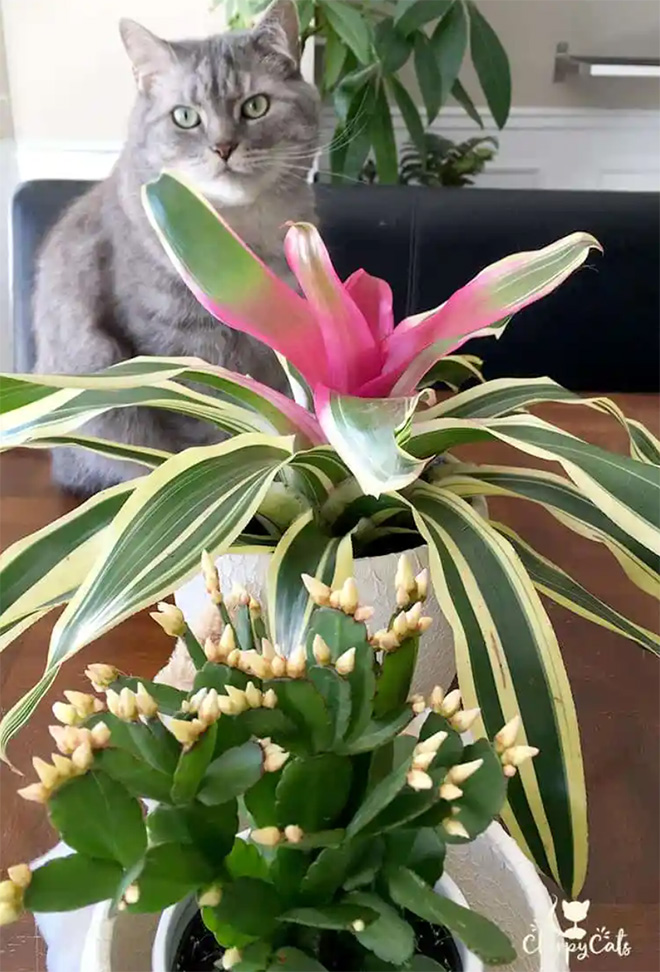 Cat with Bromeliad